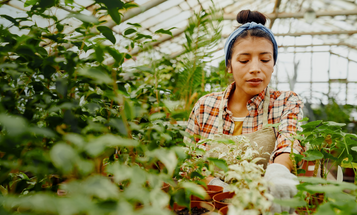 The Human Cost of Houseplants cover image