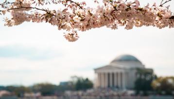Capital building with blossoms in foreground