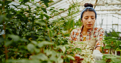 The Human Cost of Houseplants cover image