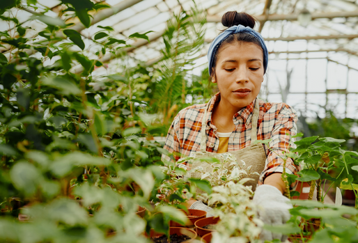 The Human Cost of Houseplants cover image
